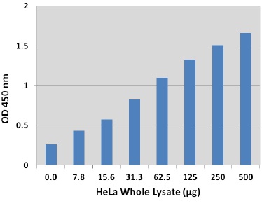 HeLa全細胞ライセート中のPCNAの測定例